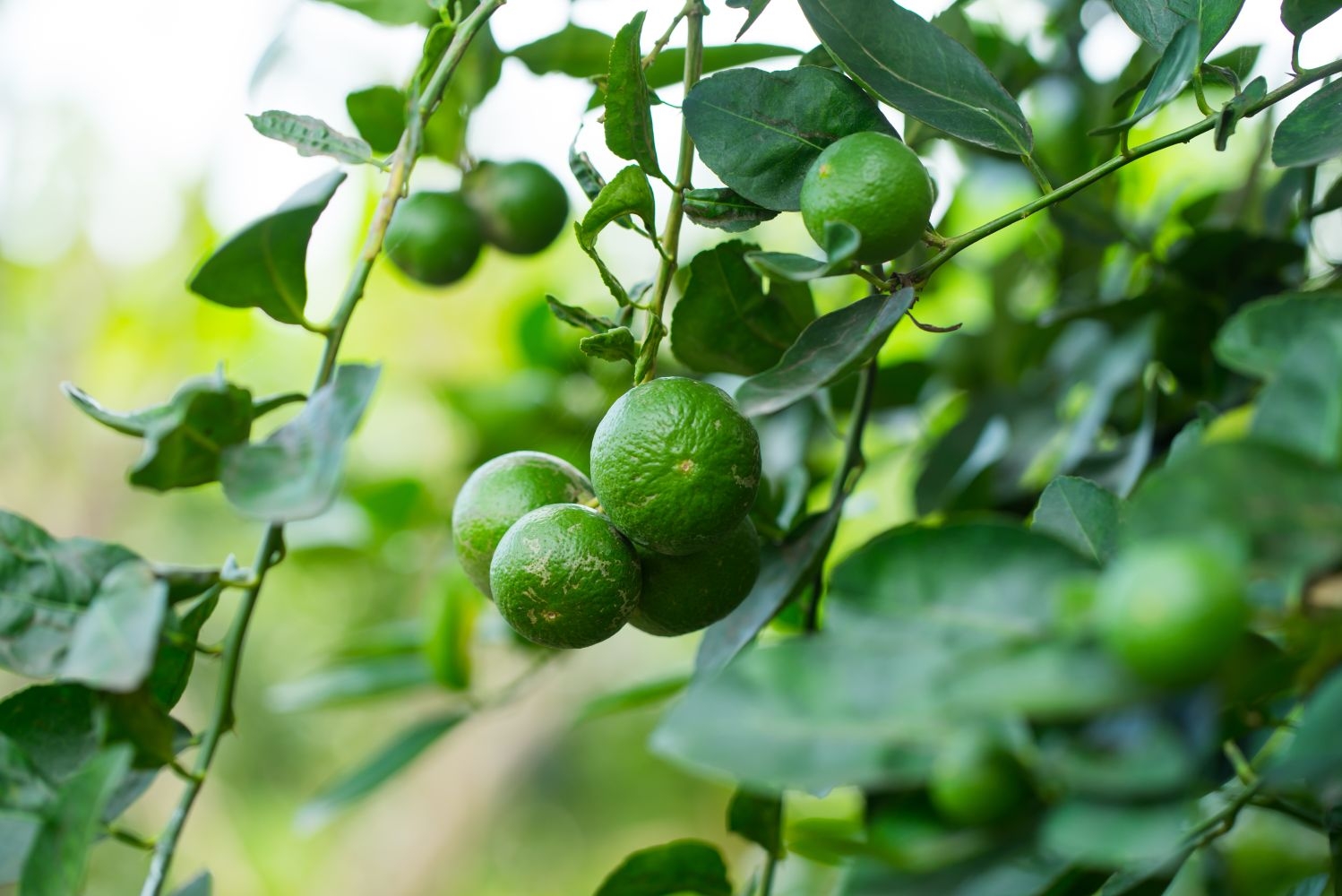 lime fruit pictures