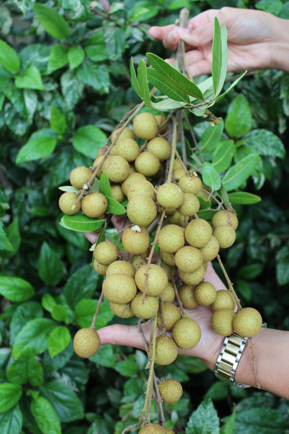 picture of longan fruit