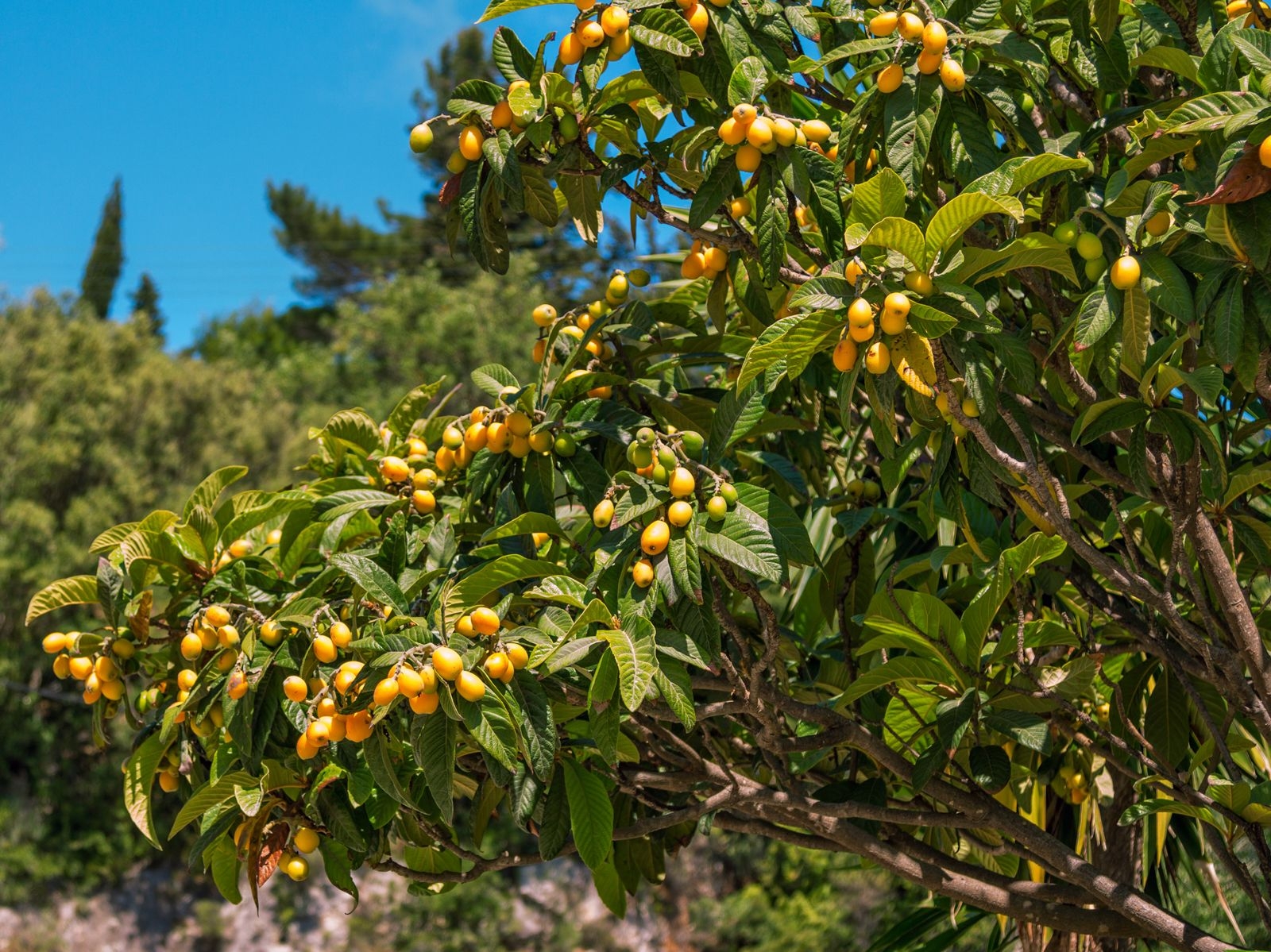 picture of loquat fruit