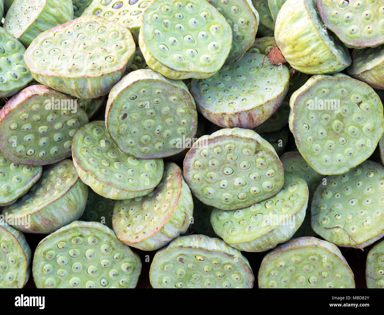 Lotus Fruit Iran Stock Photo Alamy