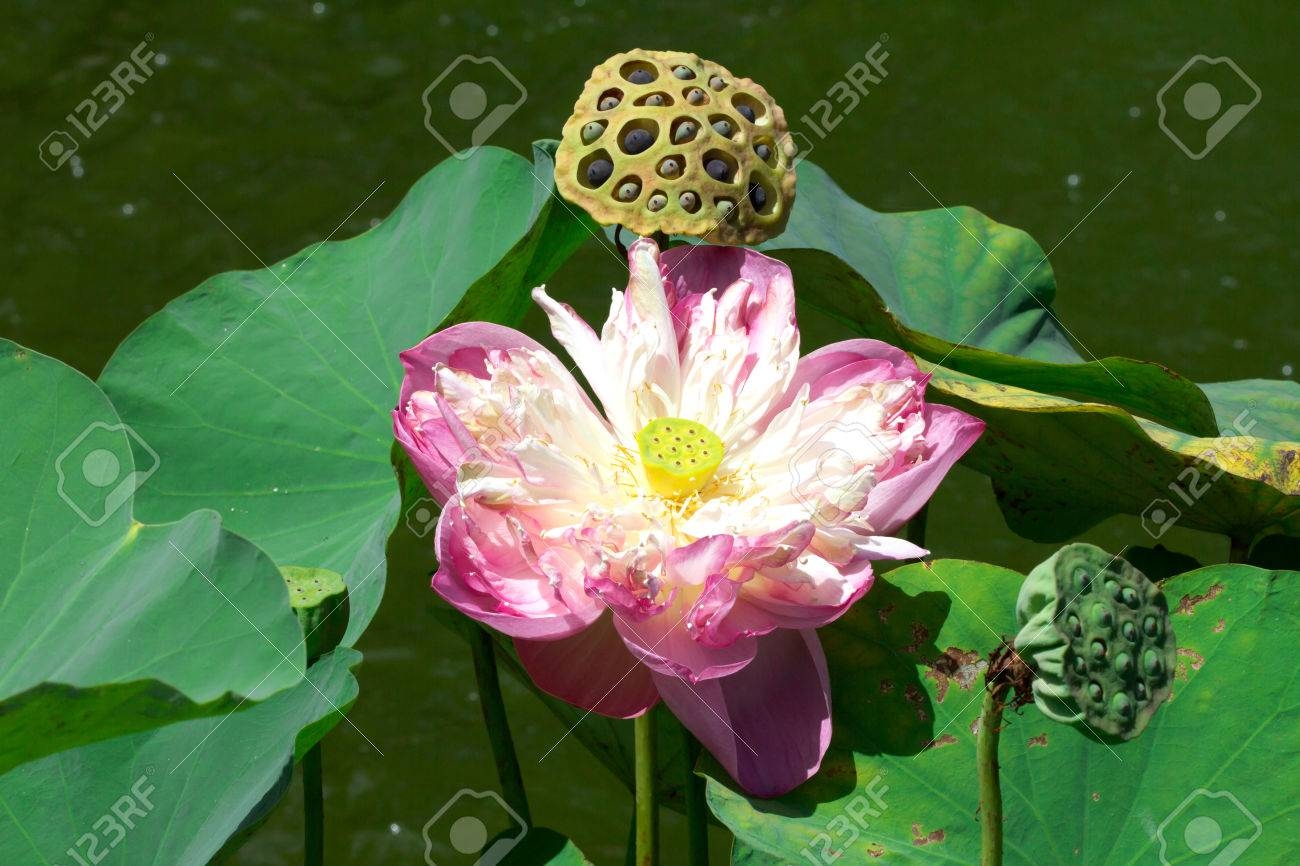 Lotus Or Water Lily With Lotus Fruit Stock Photo Picture And Royalty Free Image Image 30026439 