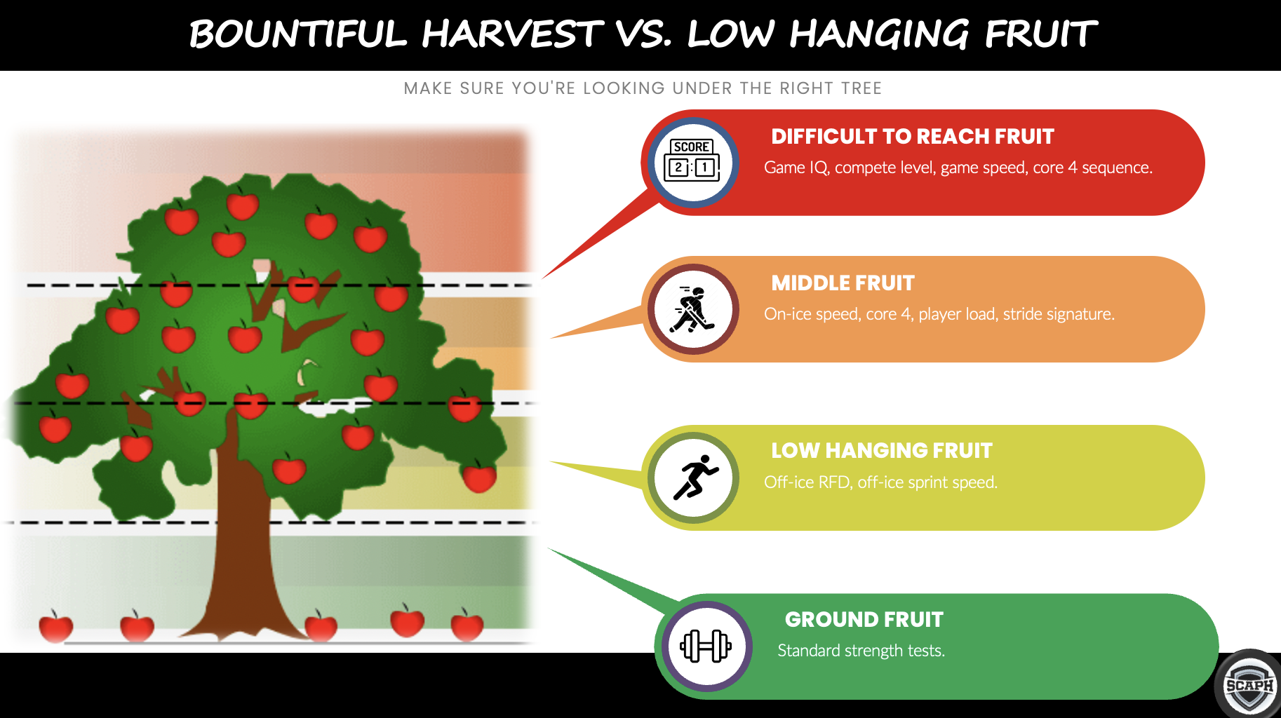 Low Hanging Fruit Anthony Donskov PHD