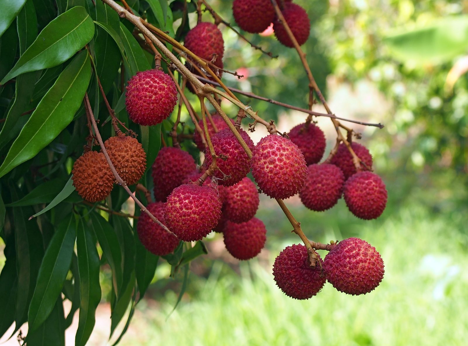 Lychee Description Tree Fruit Taste U0026 Facts Britannica