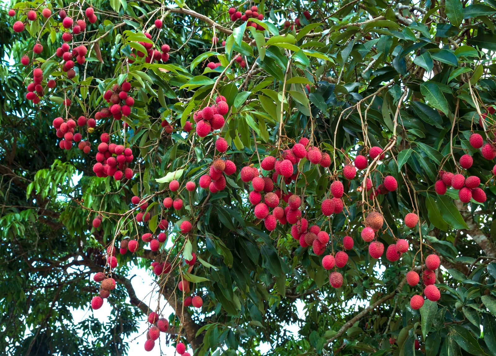 Lychee Description Tree Fruit Taste U0026 Facts Britannica