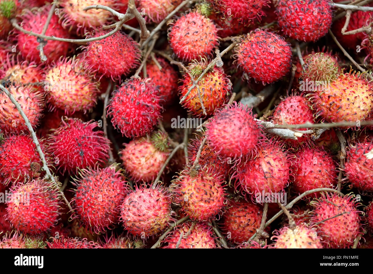 picture of lychee fruit