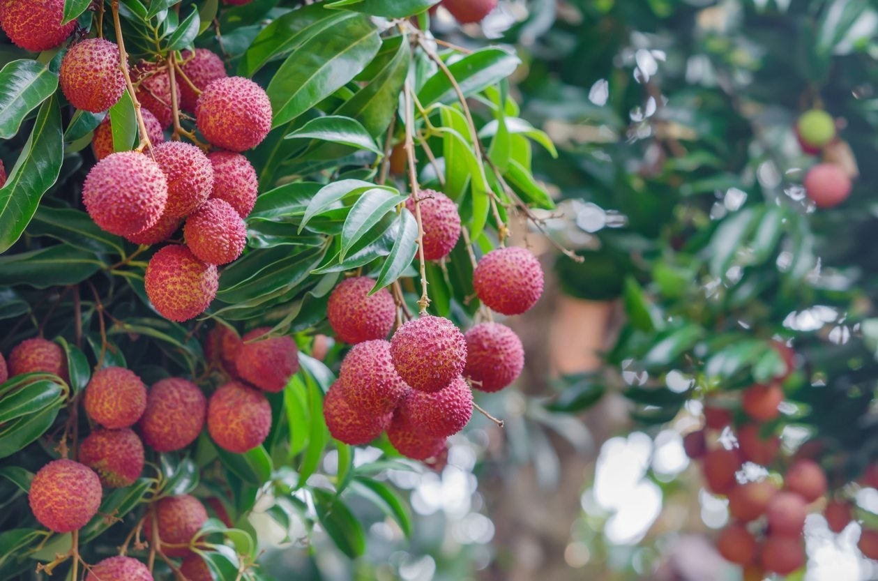 litchi fruit tree picture