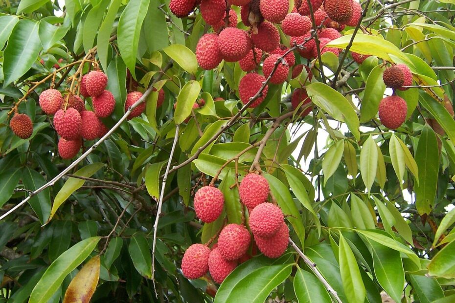Lychee Wikipedia