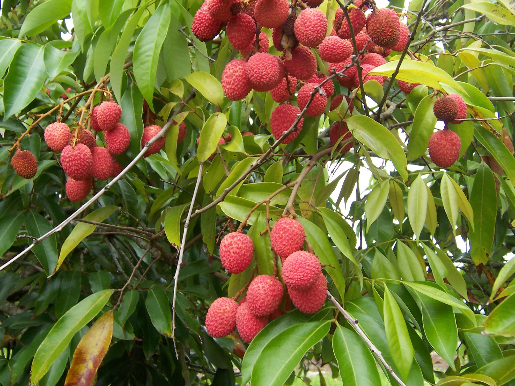 Lychee Wikipedia