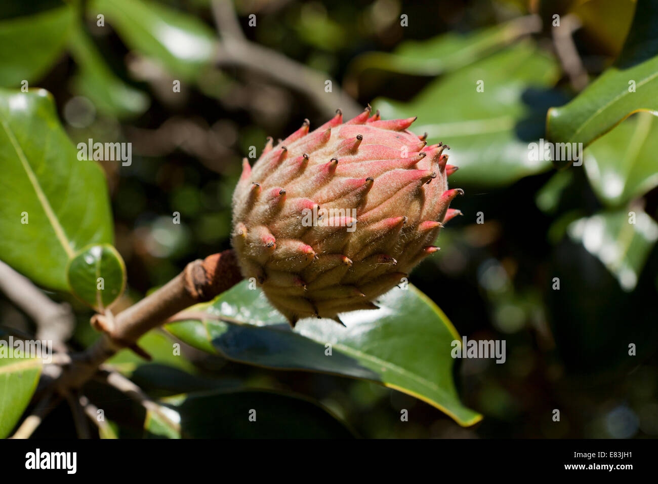 Magnolia Fruit Hi res Stock Photography And Images Alamy