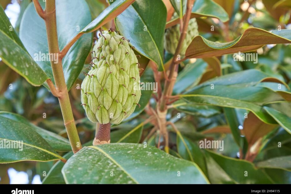 Magnolia Fruit On A Tree Close Up Stock Photo Alamy
