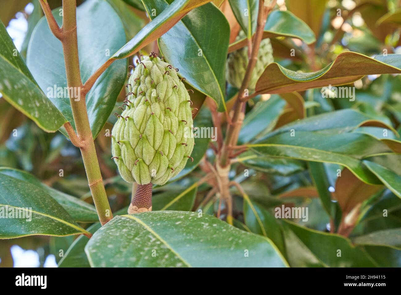 Magnolia Fruit On A Tree Close Up Stock Photo Alamy