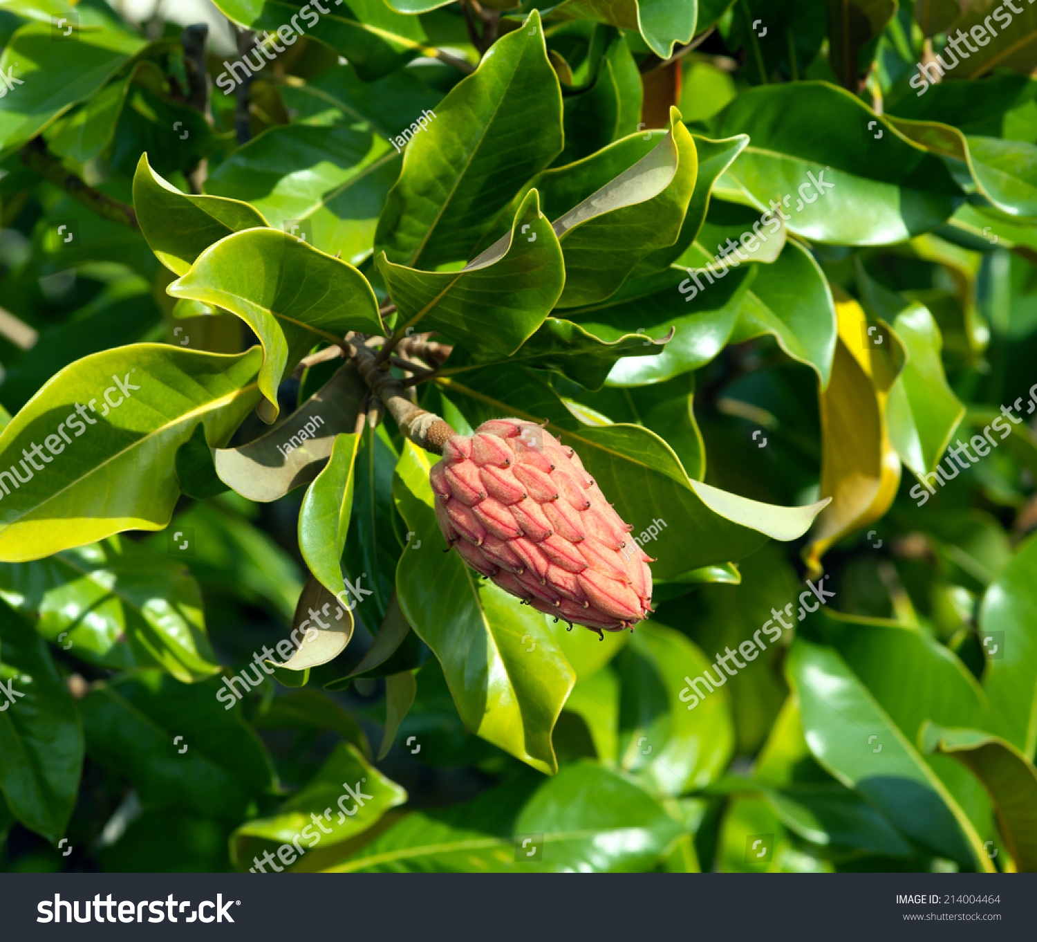 magnolia tree fruit pictures