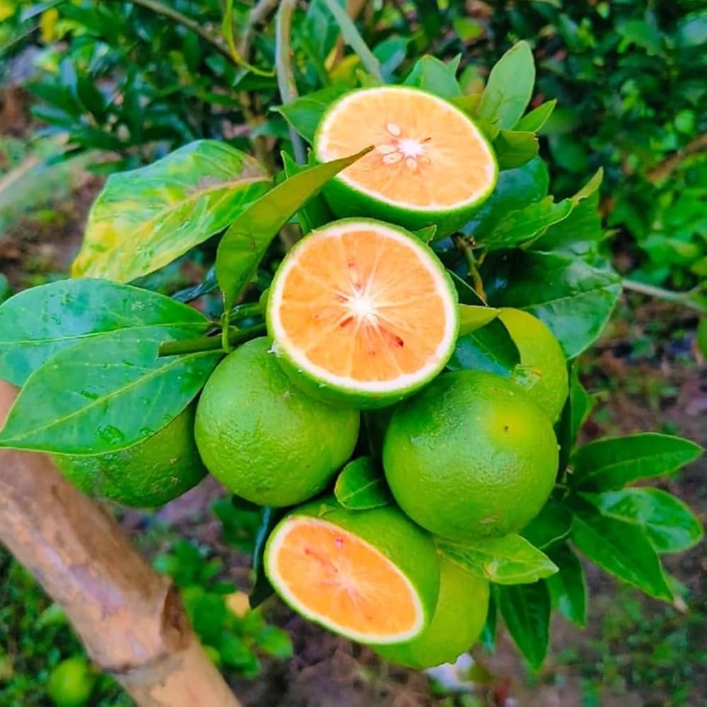 malta fruit pictures