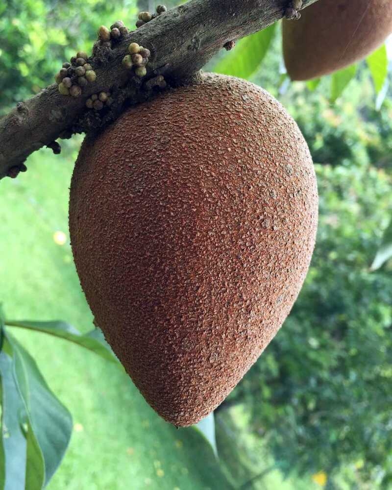 Mamey Sapote Fruit Tree PlantVine