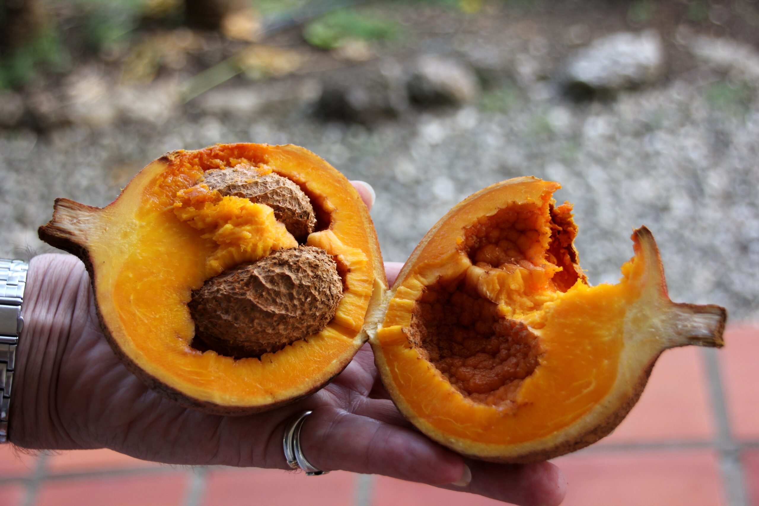 Mammea Americana Wikipedia