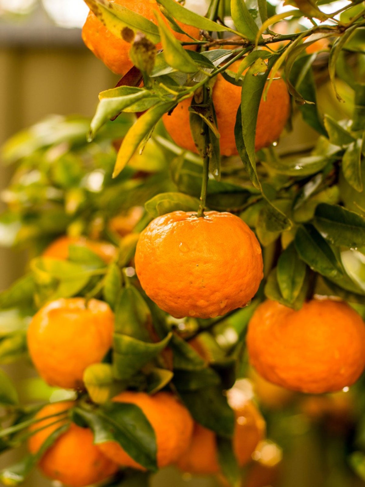 mandarin fruit pictures
