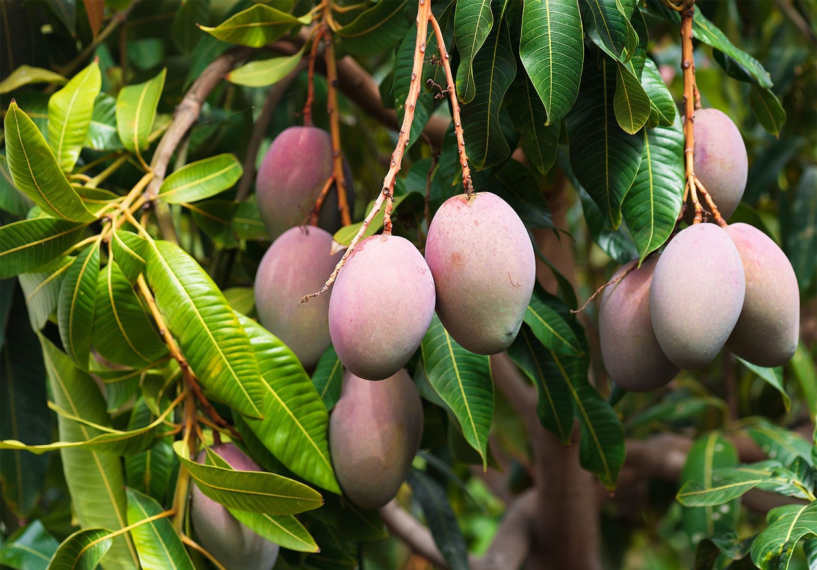 Mango Description History Cultivation U0026 Facts Britannica