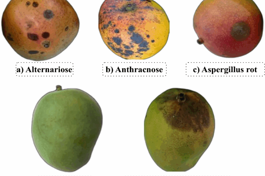 Mango Fruit Diseases Severity Estimation Based On Image Segmentation And Deep Learning Discover Applied Sciences