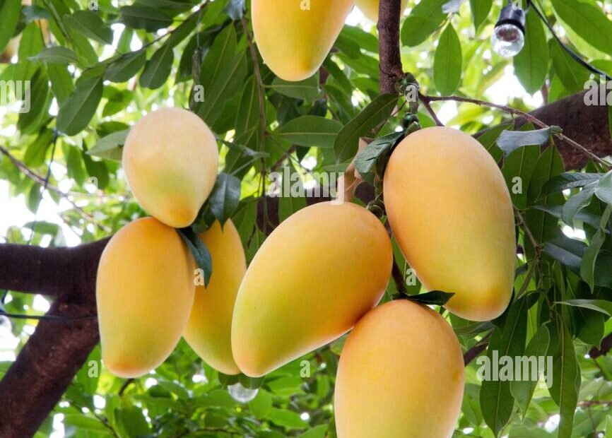 Mango Fruits Hi res Stock Photography And Images Alamy