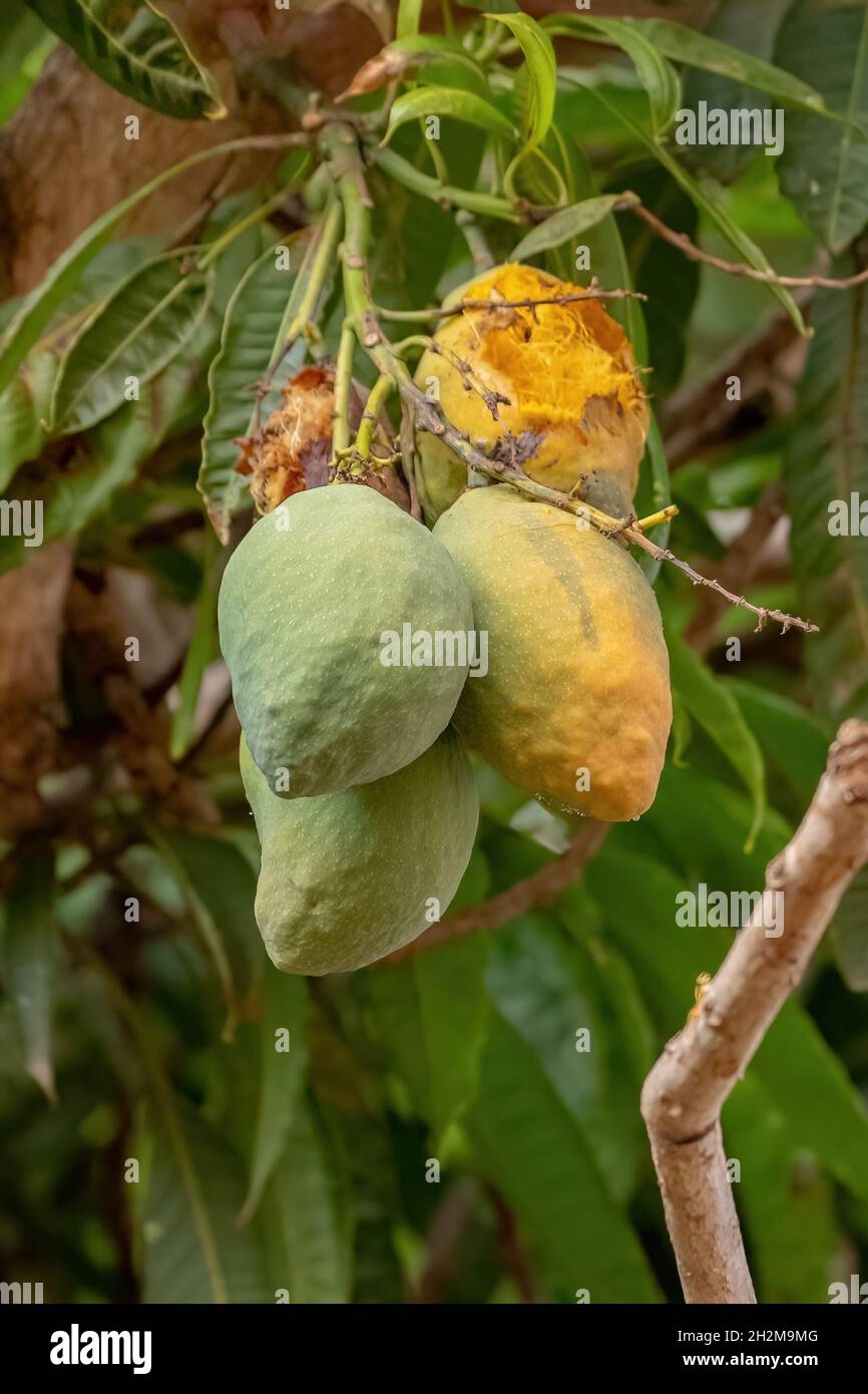 mango fruit diseases pictures