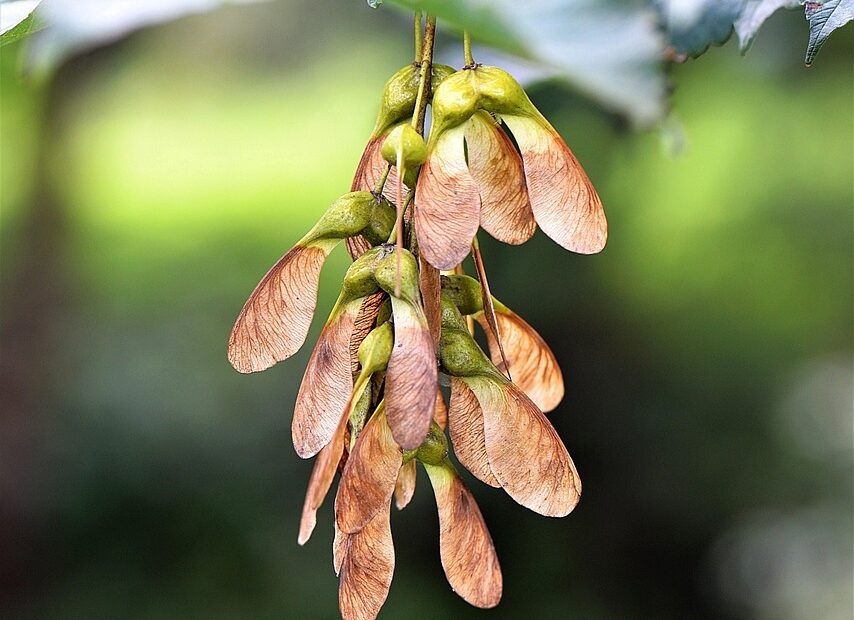 Maple Fruit Close Free Photo On Pixabay