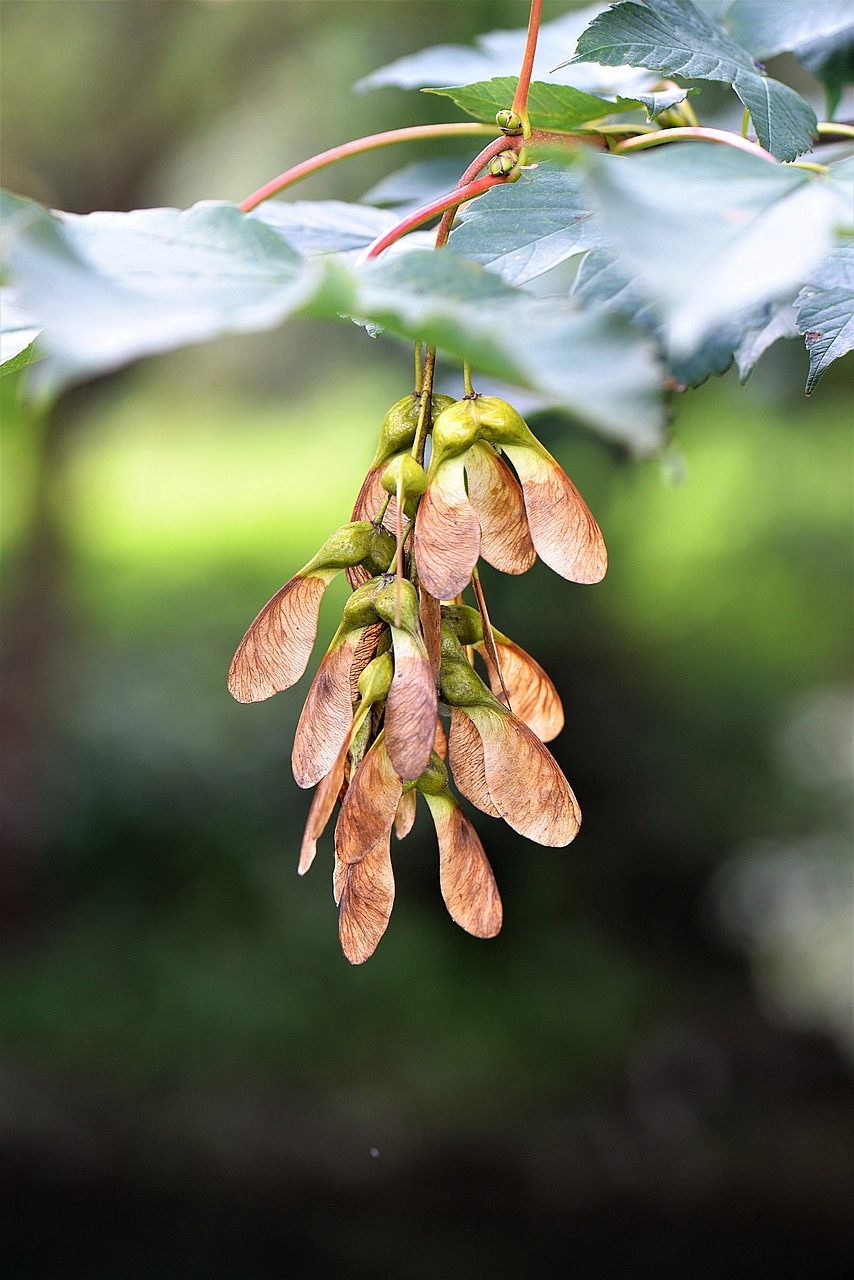 Maple Fruit Close Free Photo On Pixabay