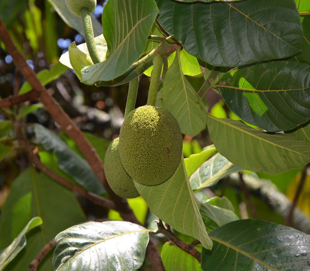 Marang Fruit Trees Buy Now 