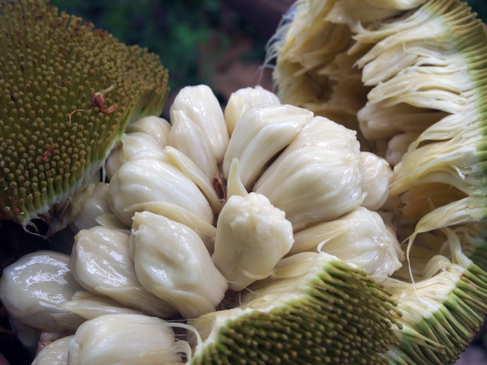 Marang Year Of The Durian