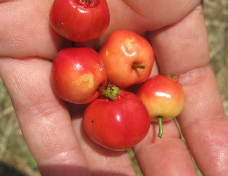 Mayhaws Wild Legacy Of The South Just Fruits And Exotics