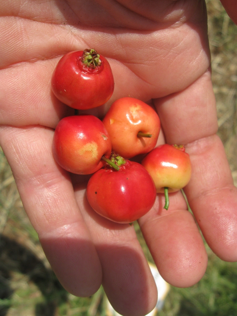 Mayhaws Wild Legacy Of The South Just Fruits And Exotics