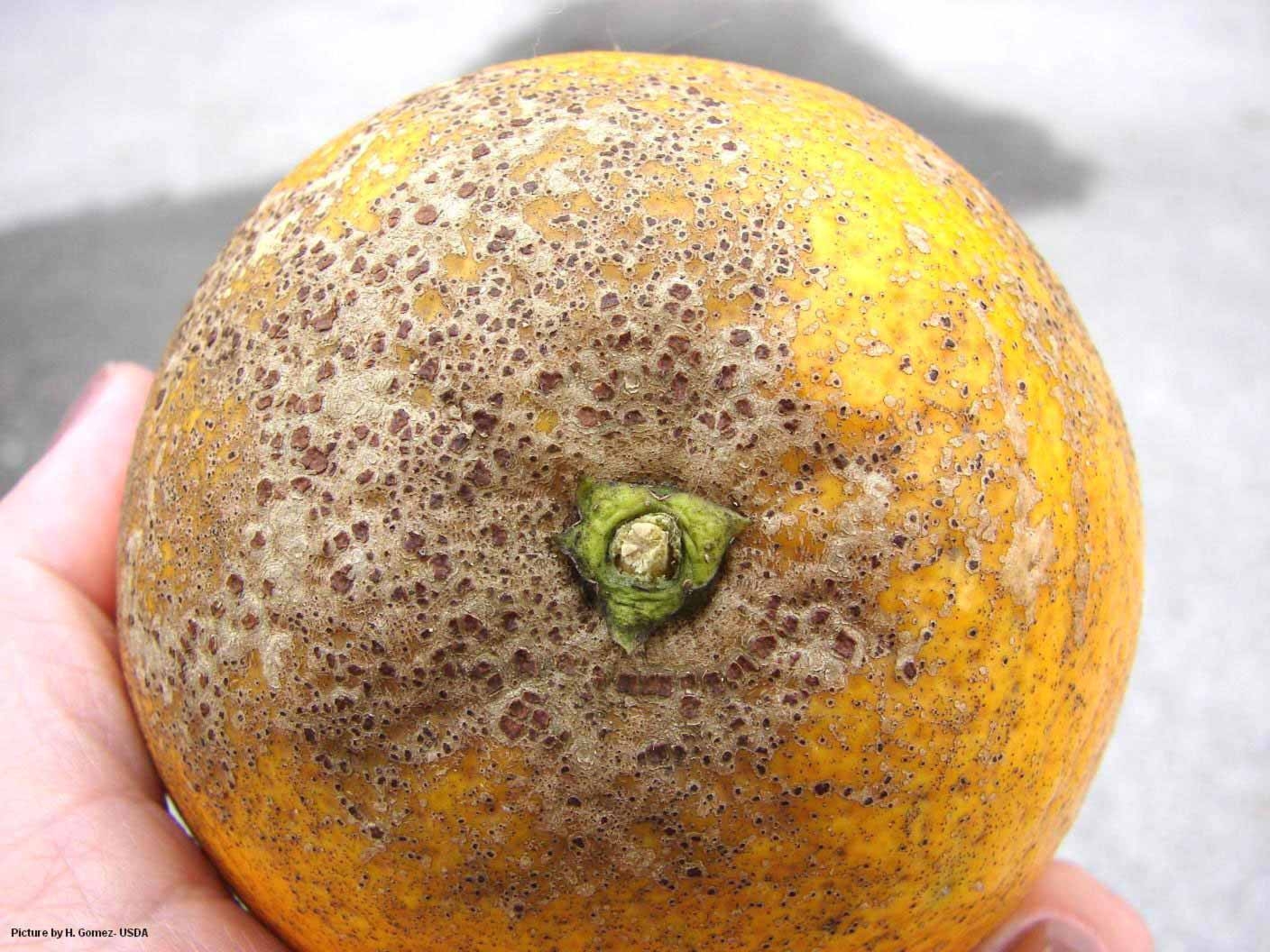 Melanose Citrus Diseases