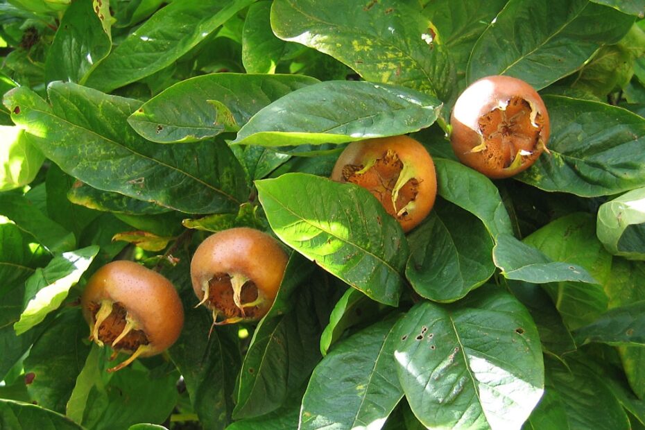 Mespilus Wikipedia