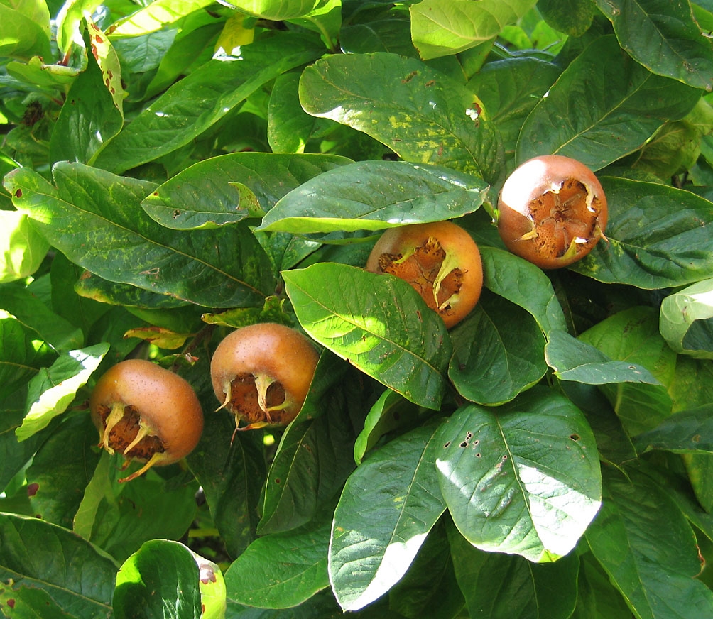 Mespilus Wikipedia