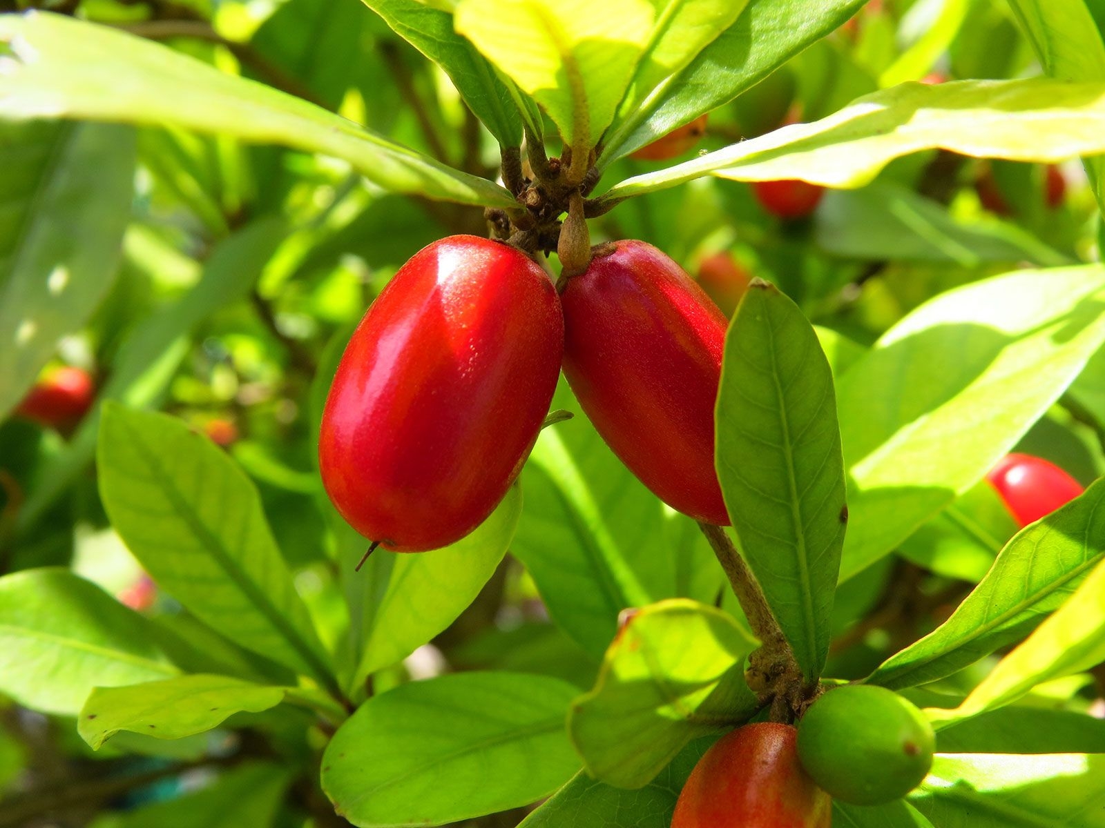 Miracle Fruit Description Effects U0026 Uses Britannica