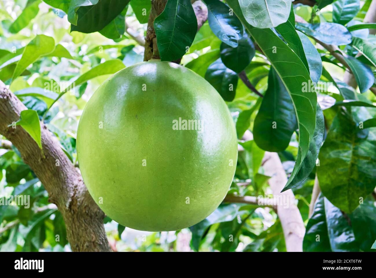 Miracle Fruit Hi res Stock Photography And Images Alamy