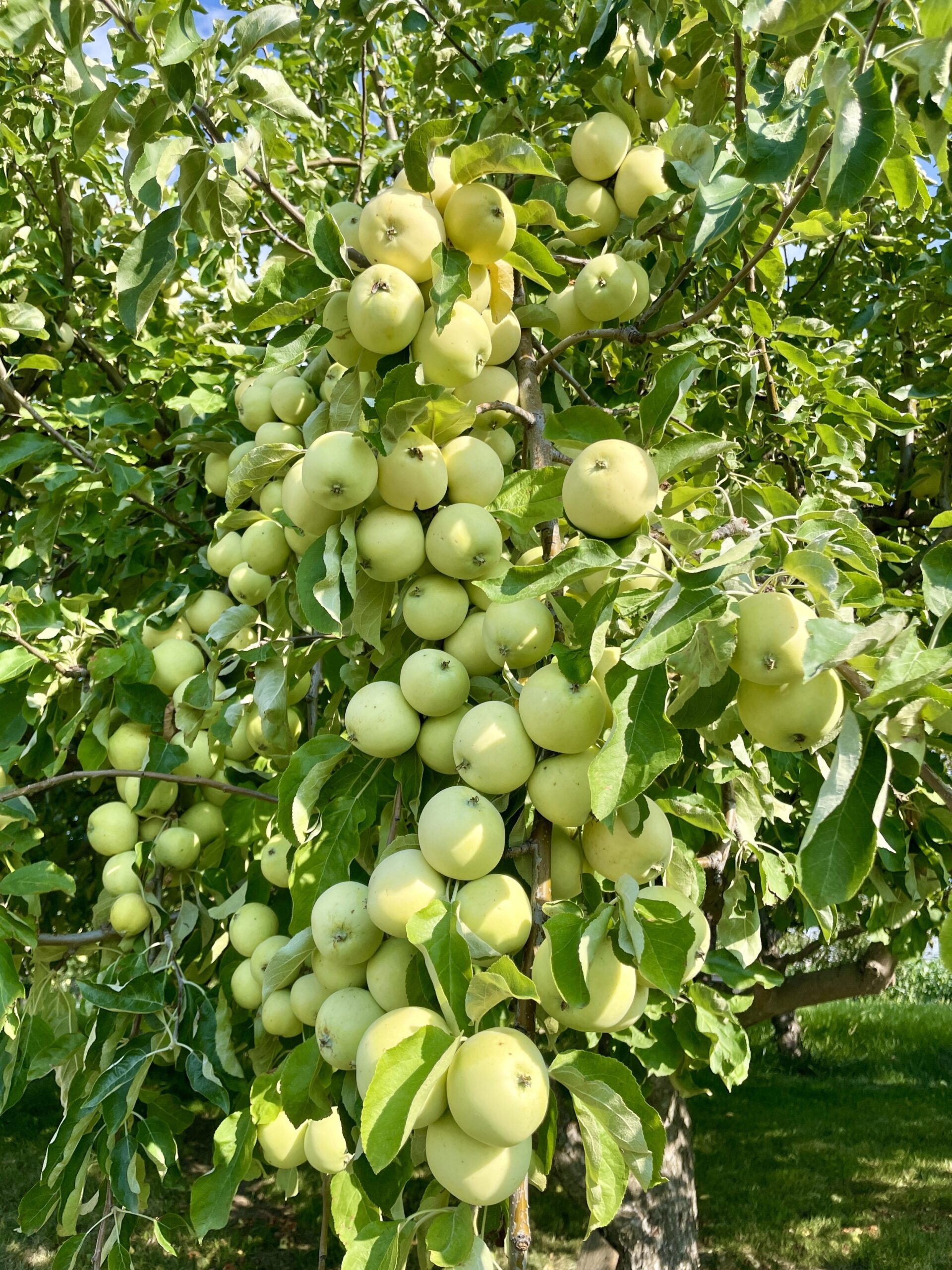 fruit trees images pictures