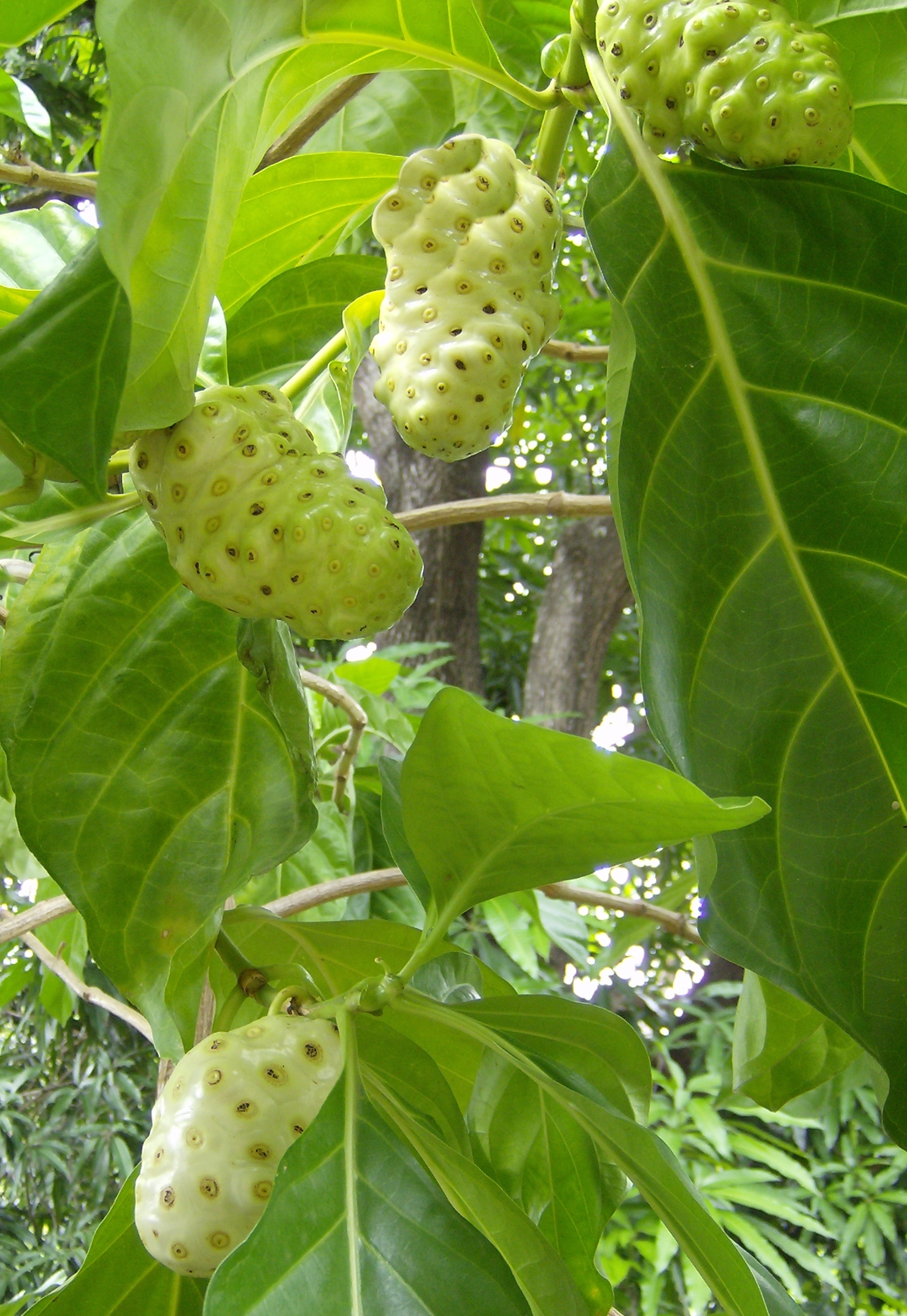 Morinda Citrifolia Wikipedia