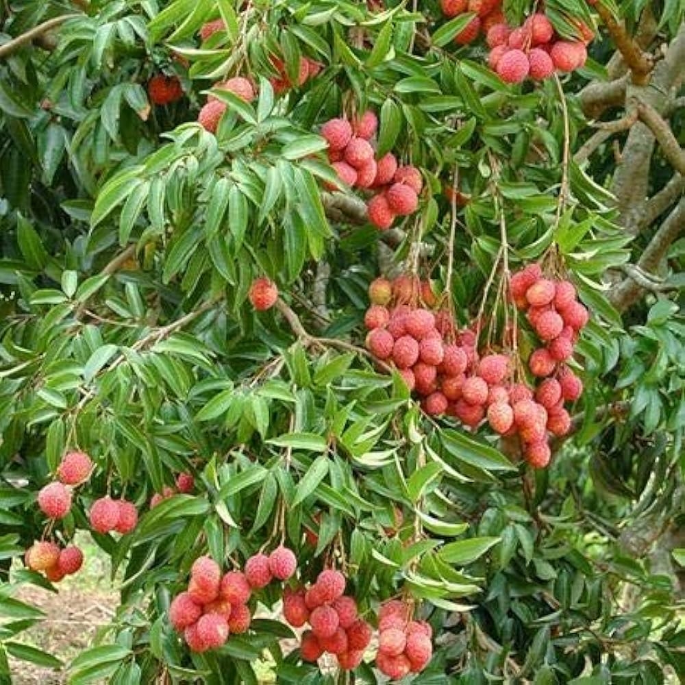Mphmi Plant Lychee Litchi Lichi Fruit Tree Plant Healthy Live Plant Amazon in Garden U0026 Outdoors