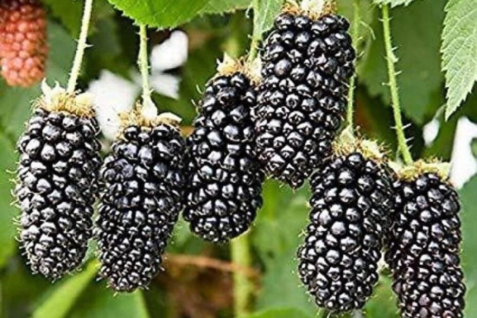 Mulberry Plant PBlooms Best Fruit To Gr In A Pot