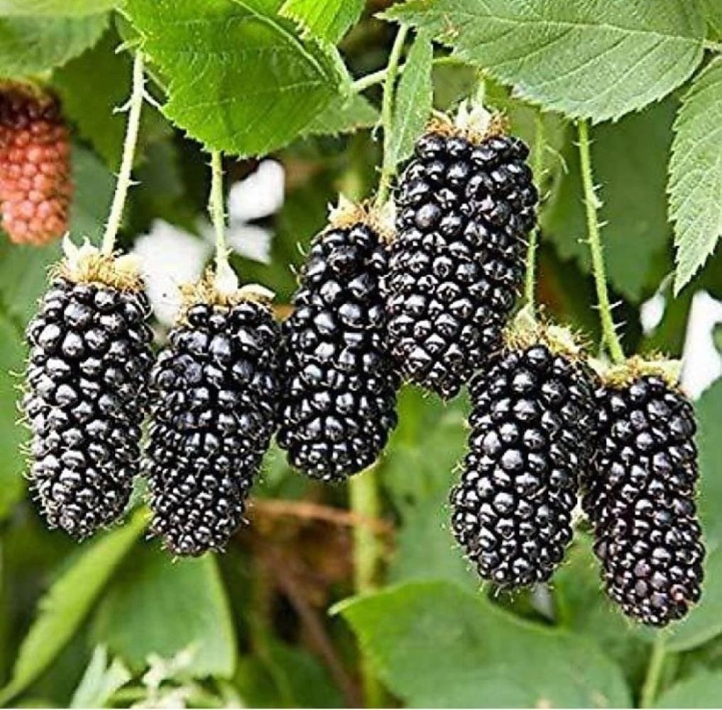 Mulberry Plant PBlooms Best Fruit To Gr In A Pot 