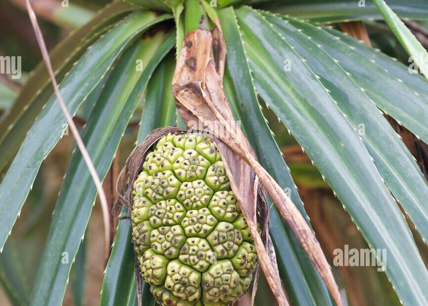 Non Edible Fruit Hi res Stock Photography And Images Alamy