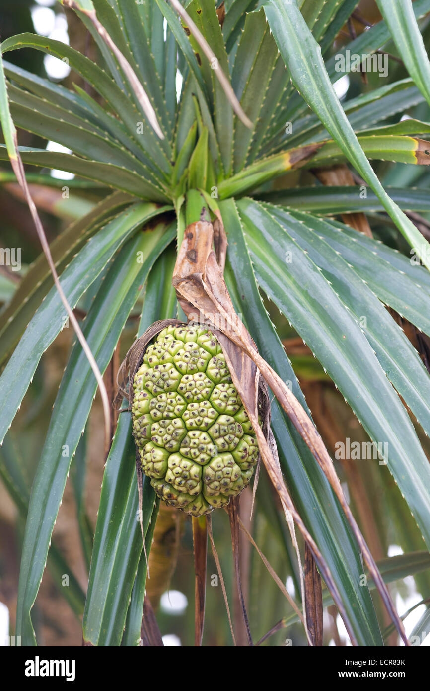 Non Edible Fruit Hi res Stock Photography And Images Alamy