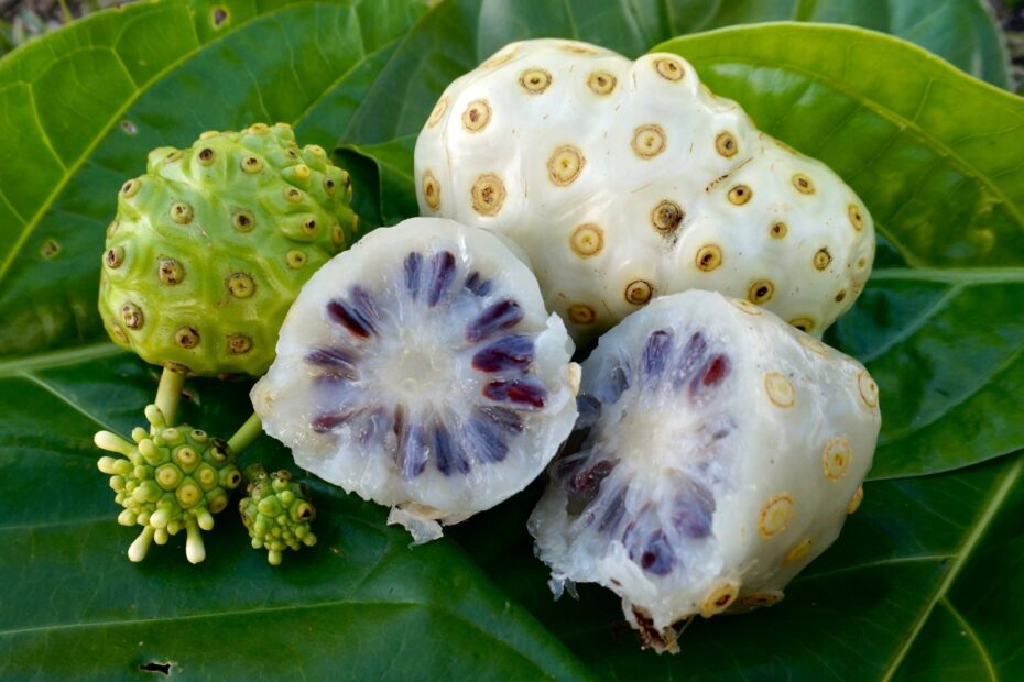 Noni Morinda Citrifolia Plant Profiles Our Tropical Soil