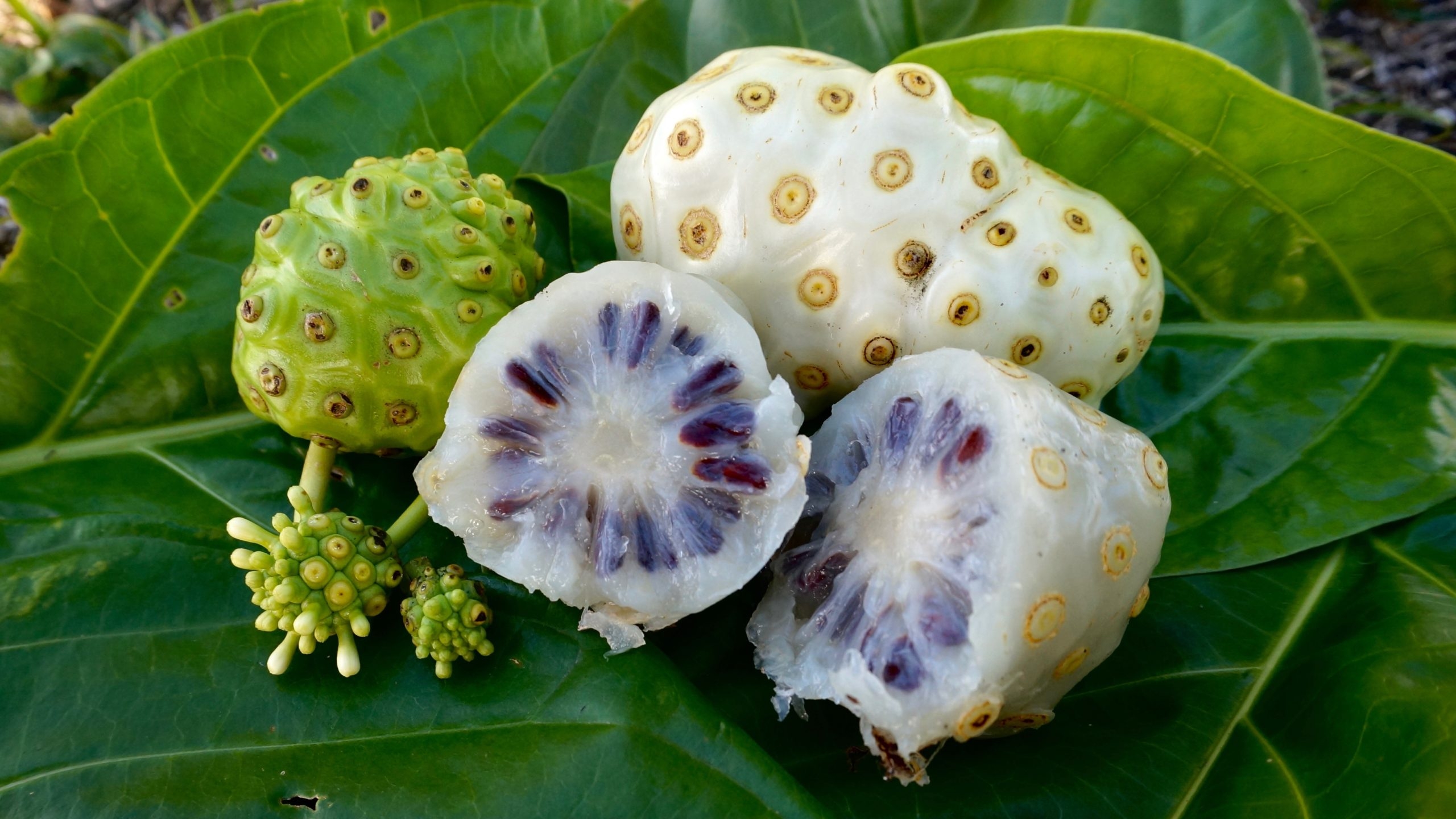 Noni Morinda Citrifolia Plant Profiles Our Tropical Soil