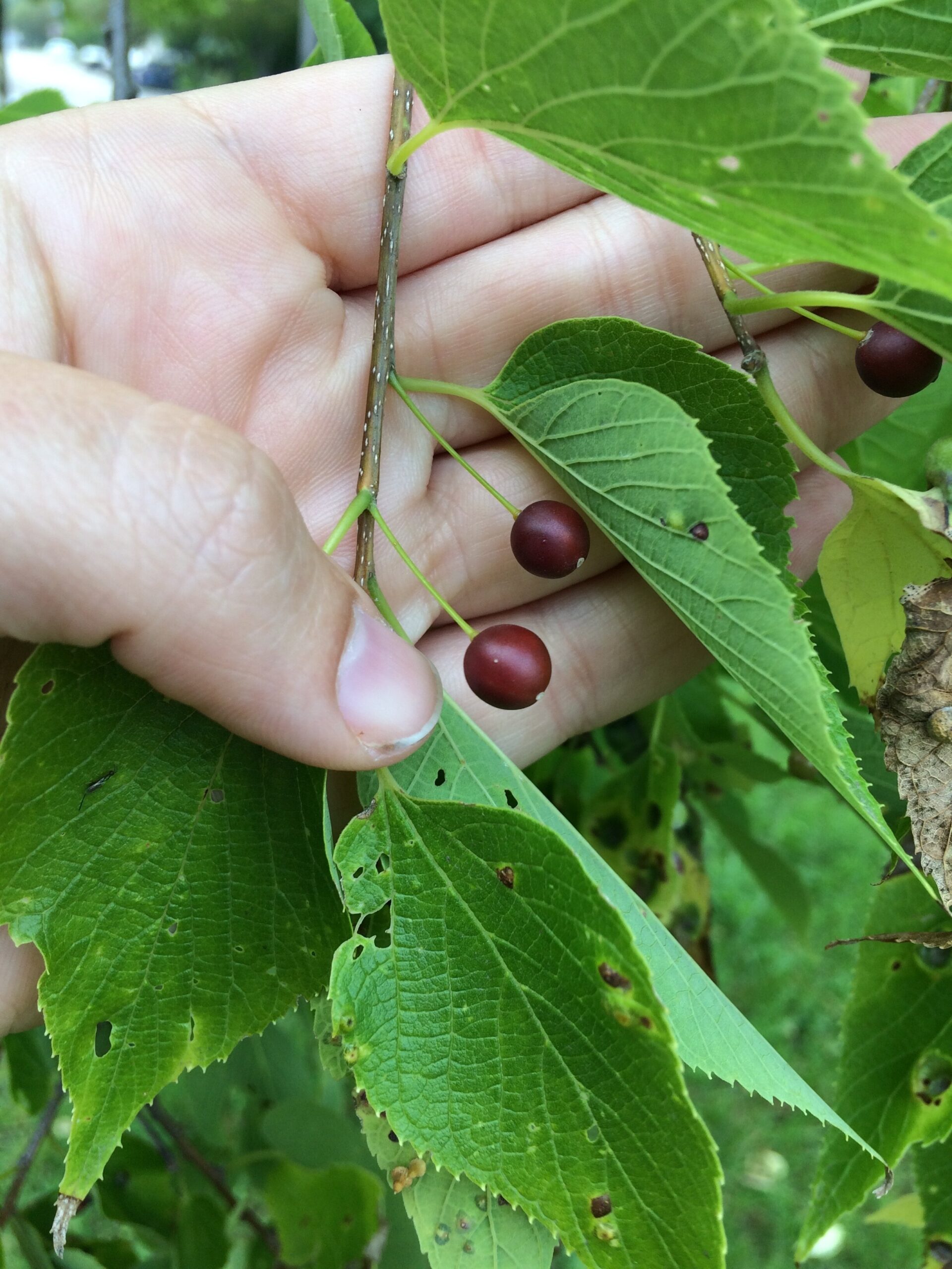 Northern Hackberry Real Paleo Food Four Season Foraging