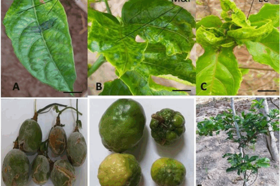Occurrence Of Passion Fruit Woodiness Disease In The Coastal Lowlands Of Kenya And Screening Of Passion Fruit Genotypes For Resistance To Passion Fruit Woodiness Disease BMC Plant Biology Full Text
