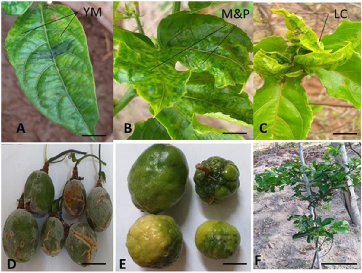 Occurrence Of Passion Fruit Woodiness Disease In The Coastal Lowlands Of Kenya And Screening Of Passion Fruit Genotypes For Resistance To Passion Fruit Woodiness Disease BMC Plant Biology Full Text