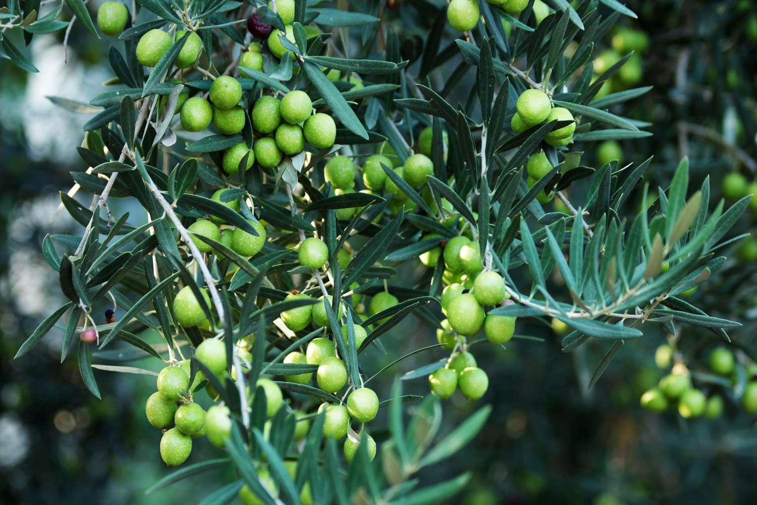 picture of olive tree with fruit