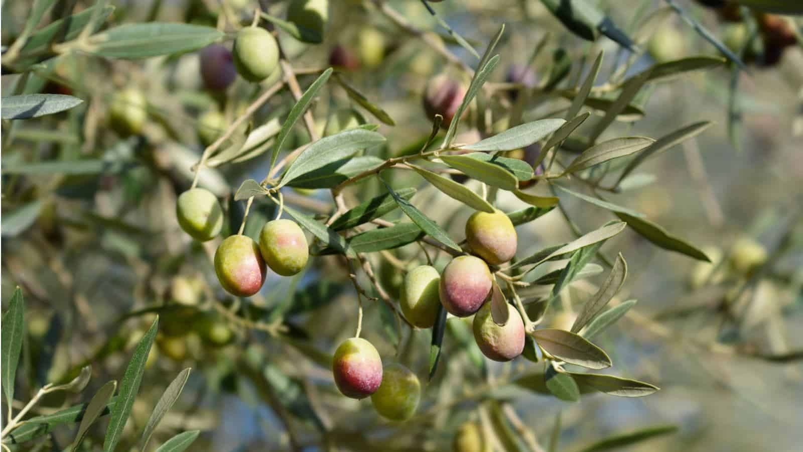 Olive Tree How To Plant Grow And Care For Olive Trees