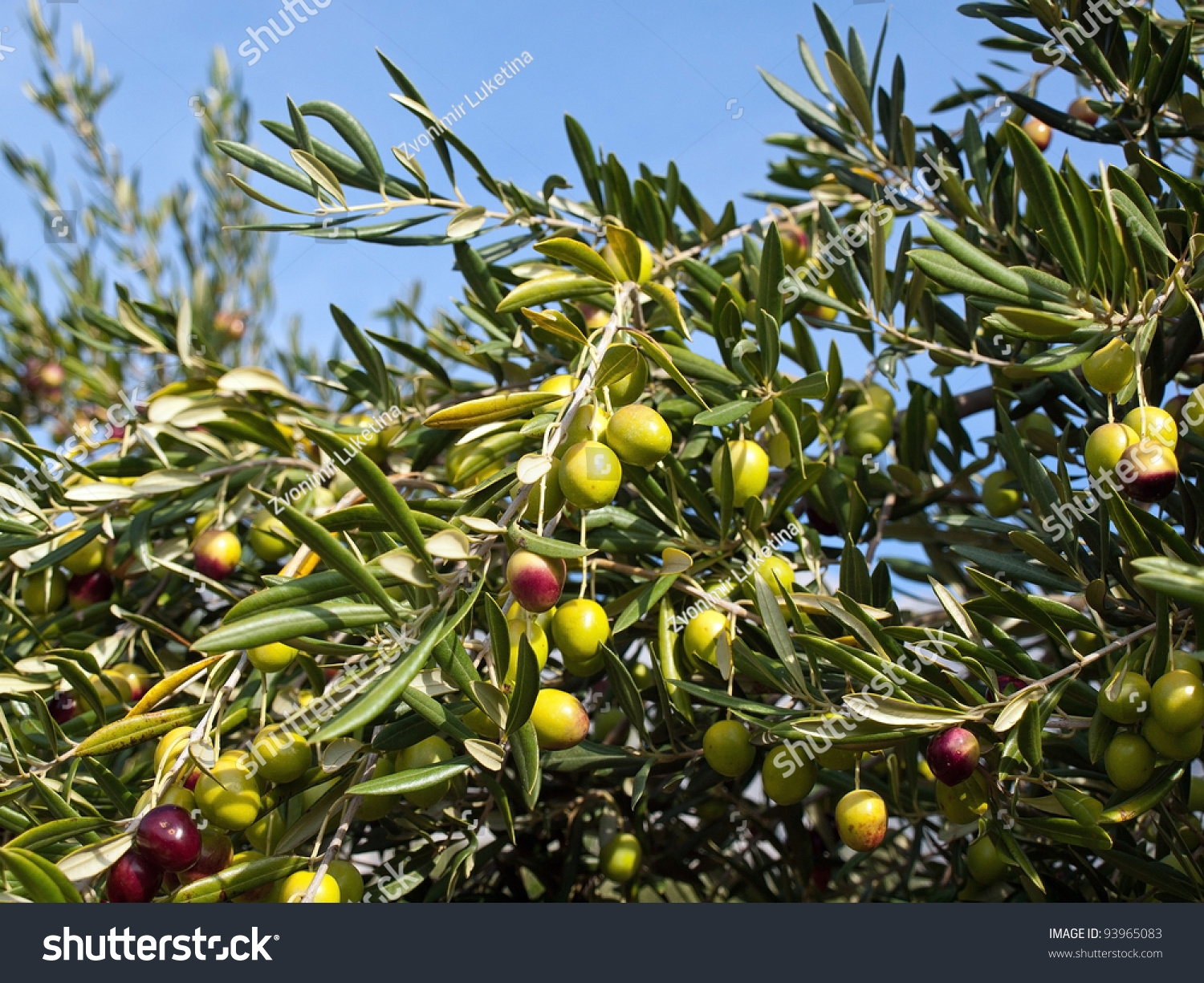 Olive Tree Many Colorful Fruits Stock Photo 93965083 Shutterstock